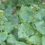 Hypoestes aristata Leaf