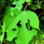 Broussonetia papyrifera Blad