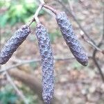 Alnus serrulata Fleur