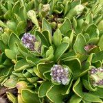 Valeriana nivalis Leaf