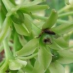 Eucomis pallidiflora Flower