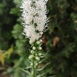 Liatris spicataFloro