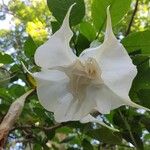 Brugmansia × candida Blodyn