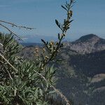 Artemisia tilesii 整株植物