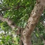 Ficus superba Bark