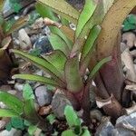 Aechmea nudicaulis Blad