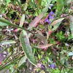 Oenothera gaura Leaf