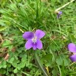 Viola sororia फूल