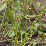 Schoenoplectiella supina മറ്റ്