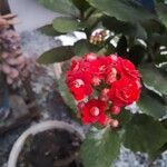 Kalanchoe blossfeldianaFlower