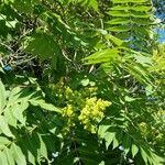 Rhus glabra Hábito
