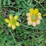 Hippocrepis scorpioides Çiçek