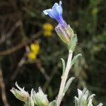 Lithodora hispidula Цветок