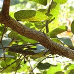 Piliostigma thonningii Bark