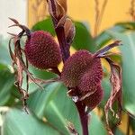 Canna indica Fruit