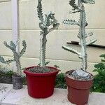 Euphorbia lactea Yaprak