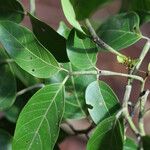 Tachigali paniculata Leaf