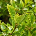 Salix bicolor पत्ता