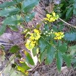 Berberis aquifolium Lapas