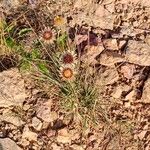 Carlina vulgaris 形態