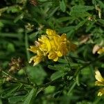 Medicago falcataFlor