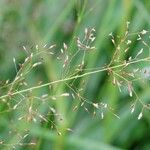 Agrostis stolonifera Feuille