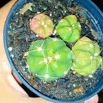 Gymnocalycium anisitsii Corteza