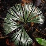 Schizaea dichotoma Leaf