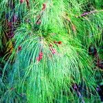 Casuarina equisetifolia Leaf