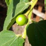 Muntingia calabura Fruit