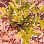 Vaccinium angustifolium Leaf