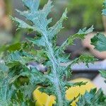 Senecio vernalis Leaf