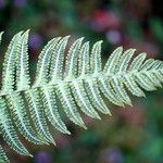 Arthropteris orientalis Yaprak