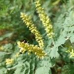 Prosopis farcta Flors