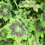 Geranium phaeum葉