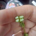 Valeriana woodsiana Flower