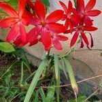 Hesperantha coccinea Fiore