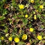 Potentilla brauneana Blomst