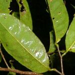 Eschweilera hondurensis 葉