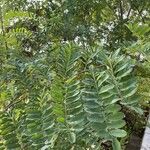 Robinia viscosa Blad