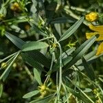 Coreopsis tripteris Blad