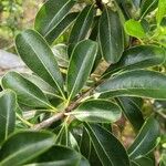 Pittosporum pentandrum Hoja