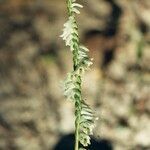 Spiranthes lacera Flower