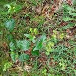 Mirabilis nyctaginea Leaf
