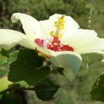 Hibiscus vitifolius Kwiat