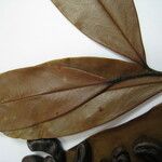 Xylopia cayennensis Other