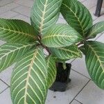 Sanchezia nobilis Flor