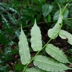 Mabea subsessilis Лист