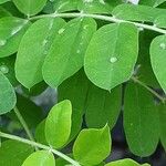 Caragana arborescens Leaf