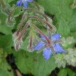 Borago officinalisFlors